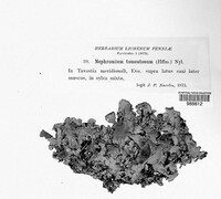 Nephroma resupinatum image
